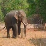 CG News: Stray tusker crushes couple on a walk, panic grips the area