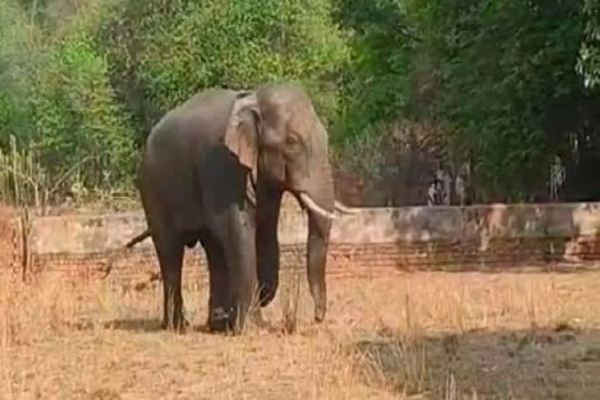 CG News: Stray tusker crushes couple on a walk, panic grips the area