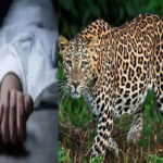 UP News: Mother fights leopard to save her daughter, fails, body found in forest