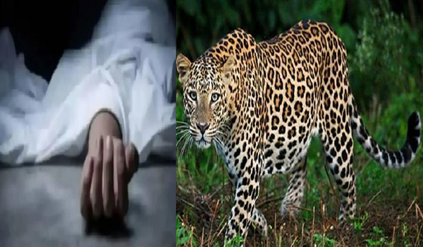 UP News: Mother fights leopard to save her daughter, fails, body found in forest