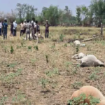 CG News: Electricity pole fell in a field; 18 cattle died from electrocution; outrage in the village.
