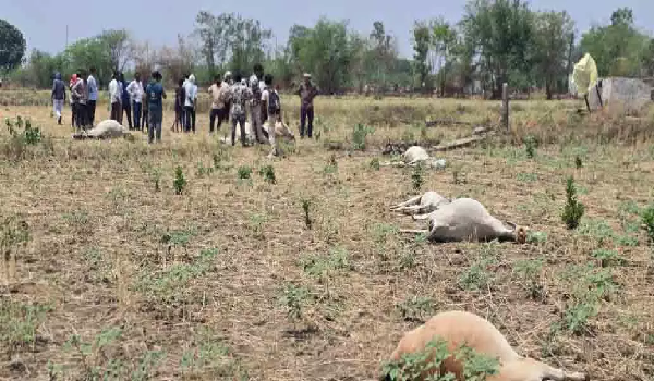 CG News: Electricity pole fell in a field; 18 cattle died from electrocution; outrage in the village.