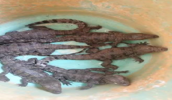 CG News: Six crocodile hatchlings spotted in a pond; panic among people who had come to bathe; forest department personnel carried out a rescue operation.