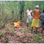 CG News: Tusked elephant repeatedly slams and kills a young man who had gone looking for a buffalo; panic grips the village.