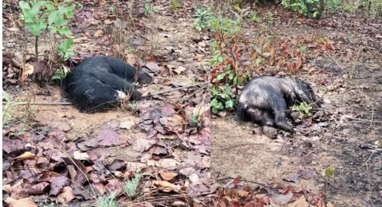 CG News: Discovery of three bear carcasses in the forest causes a stir in the Forest Department; electrocution suspected as the cause of death.