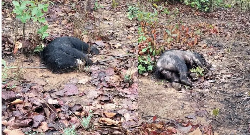 CG News : जंगल में तीन भालुओं के शव मिलने वन विभाग में मचा हड़कंप, करंट से मौत की आशंका