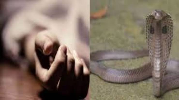 CG News: Grandmother bitten by snake while rushing to save granddaughter; both die; risk of snakebites rises during rains.