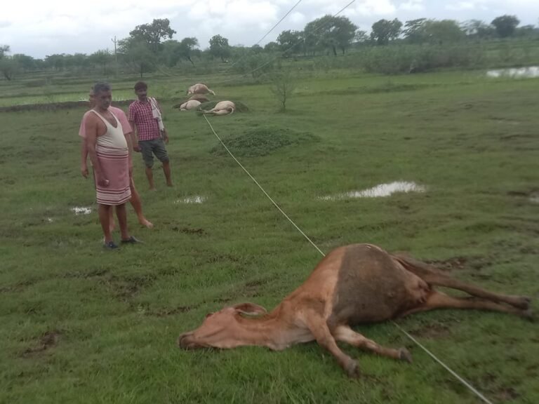 CG News: 6 cattle die after coming into contact with a high-tension wire; panic grips the village.