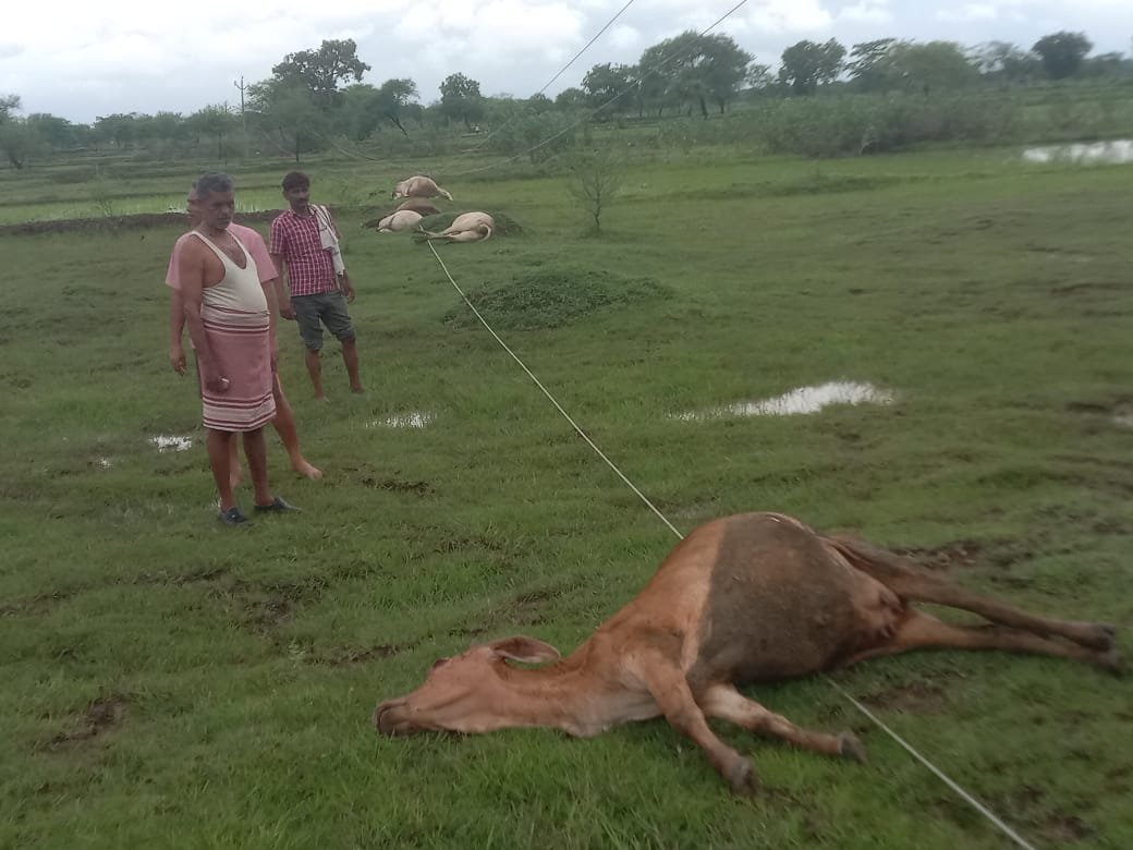 CG News: 6 cattle die after coming into contact with a high-tension wire; panic grips the village.