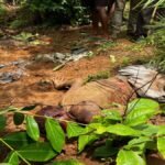 CG News: Villager killed in elephant attack; had gone to the forest to collect *putu* (wild mushrooms).