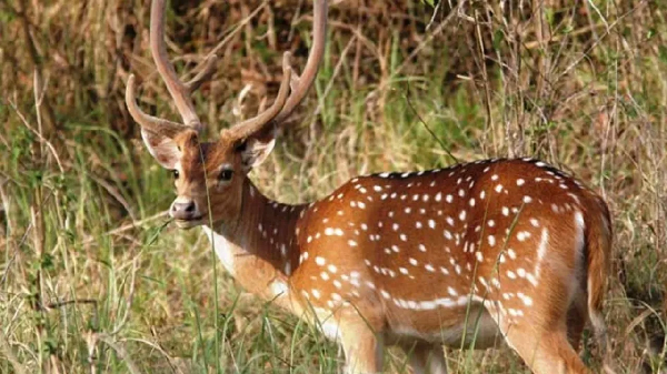 CG News: Poaching a spotted deer in the forest proves costly; 7 poachers nabbed by the Forest Department while cooking the meat.